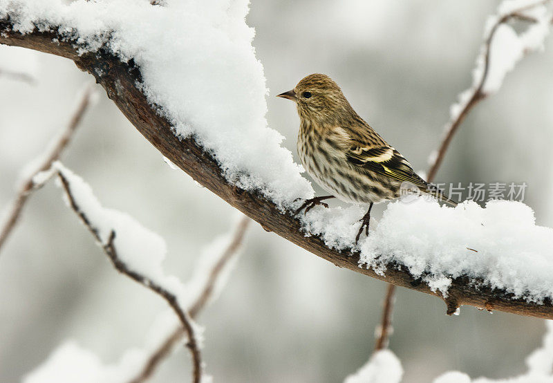 新斯科舍省的Pine Siskin